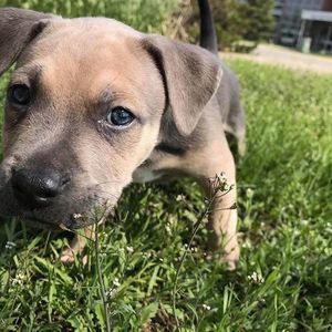 Meet your Posher, Emerson